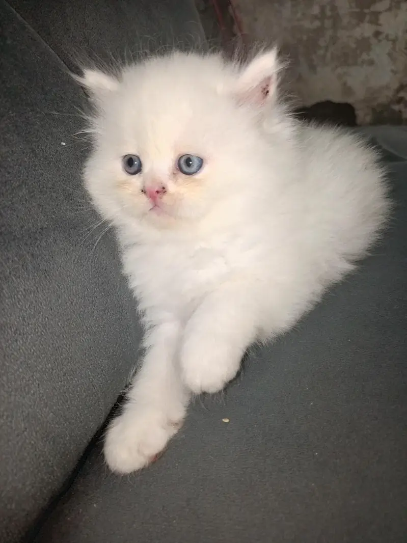 male female kitten for sale — photo 7