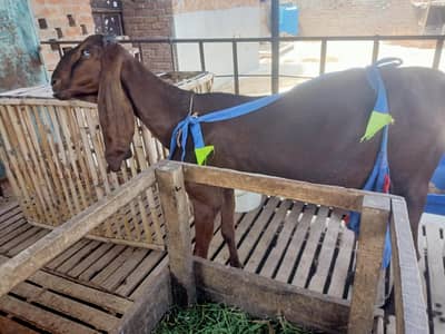 dhodd wali  nagra bakri sat 2 bacha