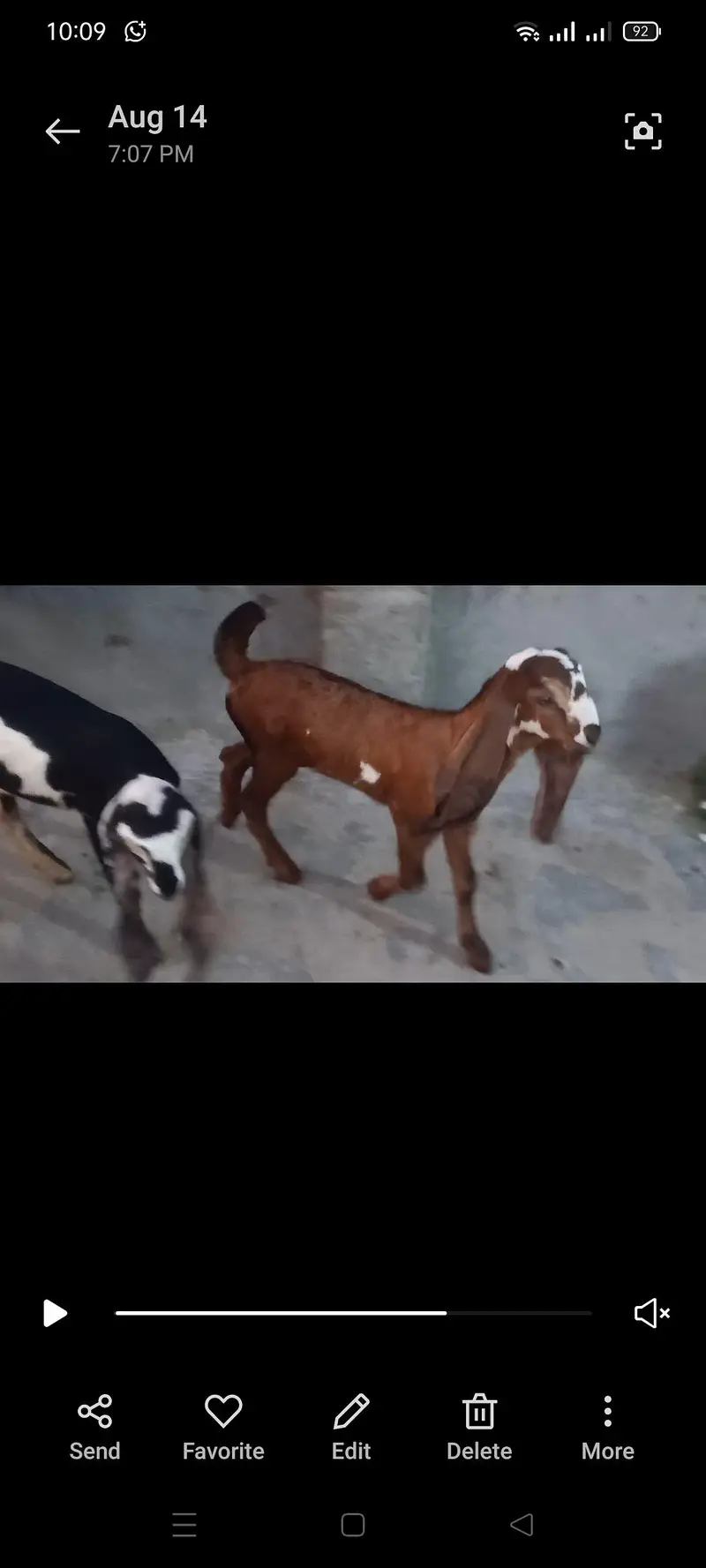 dhodd wali  nagra bakri sat 2 bacha — photo 2