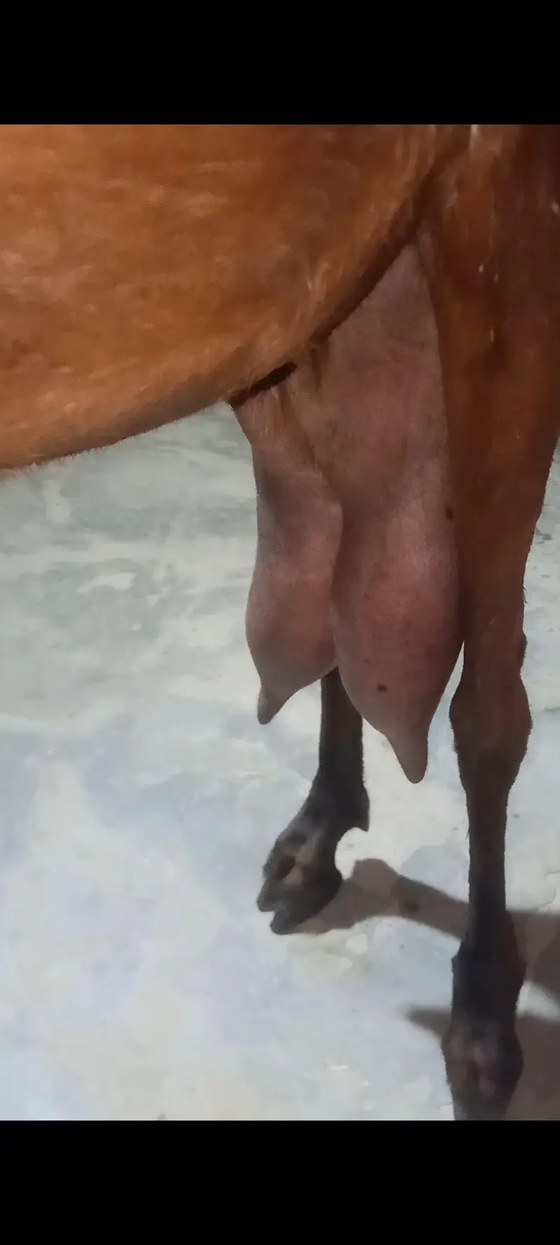 dhodd wali  nagra bakri sat 2 bacha — photo 3
