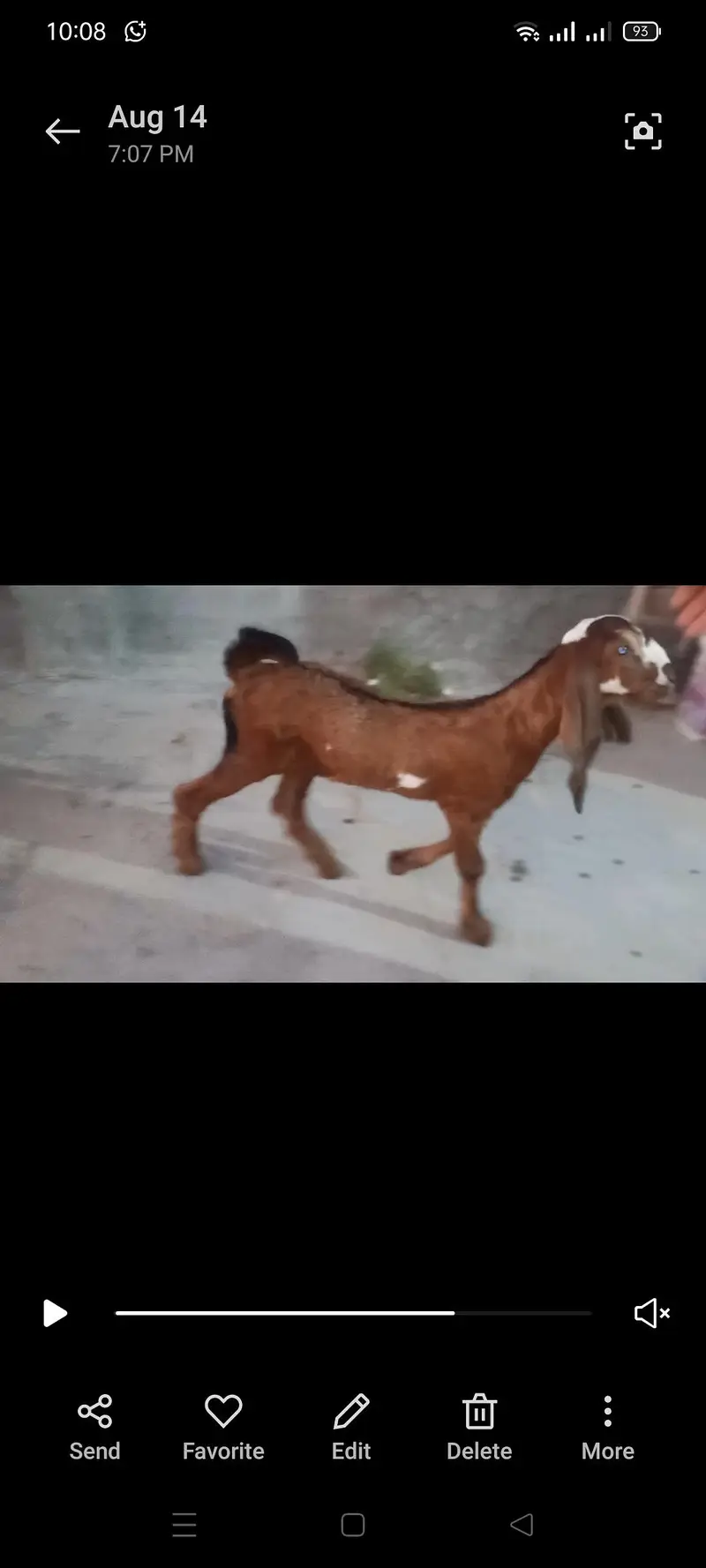 dhodd wali  nagra bakri sat 2 bacha — photo 4