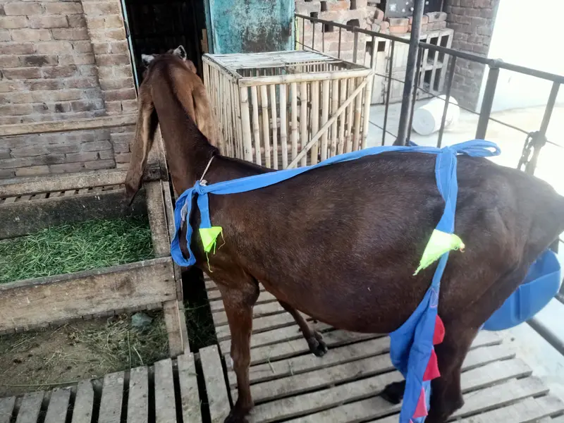 dhodd wali  nagra bakri sat 2 bacha — photo 5