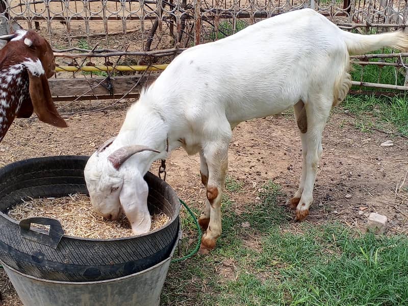 Bakra 0