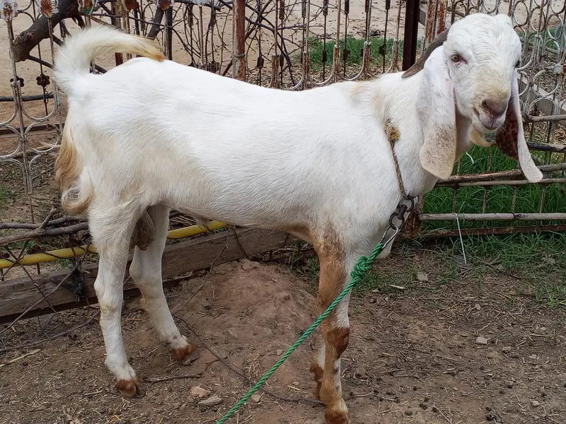 Bakra — photo 2