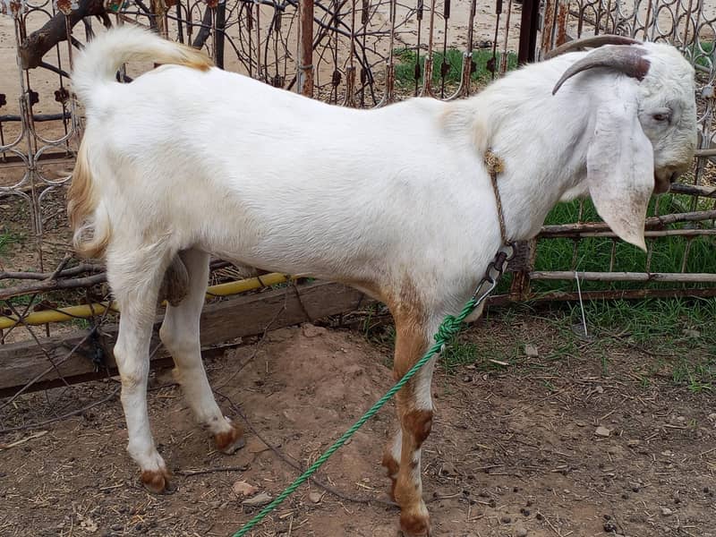 Bakra 2