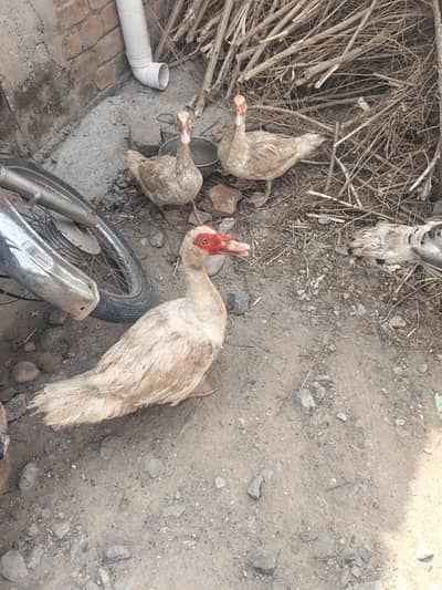 White Muscovy Breeders 1 male 3 females laying eggs