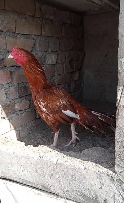 03425457696 call and whatapp high quality peela white nok nali