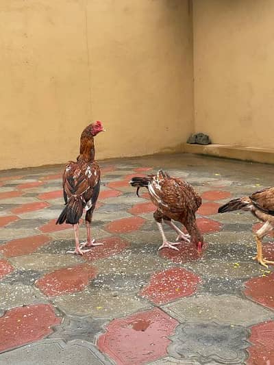 High quality aseel pathy 03170528377