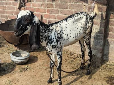 Amritsari makhi cheeni