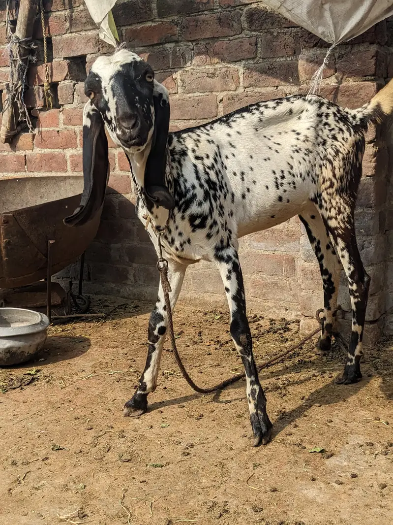 Amritsari makhi cheeni — photo 2