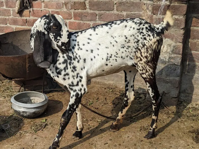 Amritsari makhi cheeni — photo 3