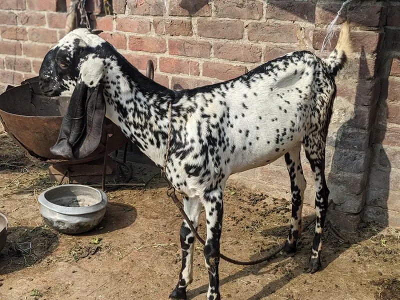 Amritsari makhi cheeni — photo 5