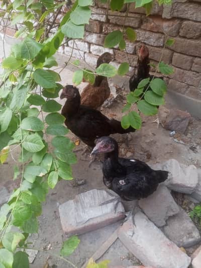 1 murga hai or 3 murgiya hai 2 anda dati hai ak abi Nii dati taqribat