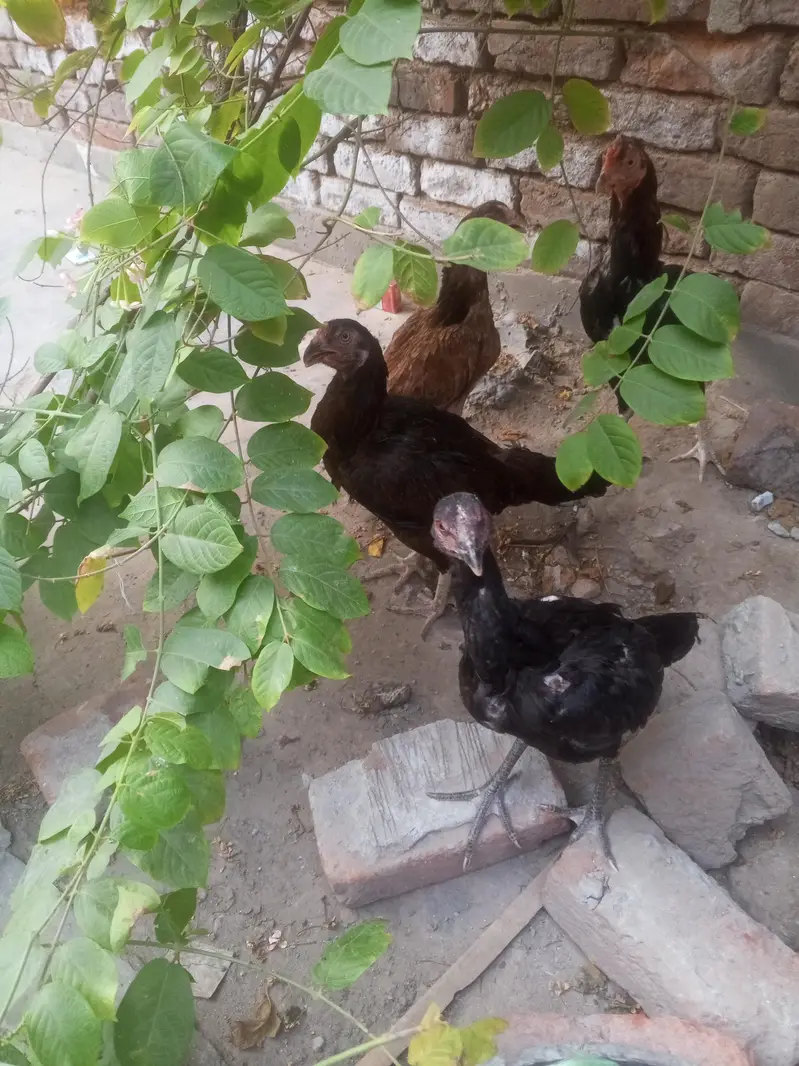 1 murga hai or 3 murgiya hai 2 anda dati hai ak abi Nii dati taqribat — photo 2