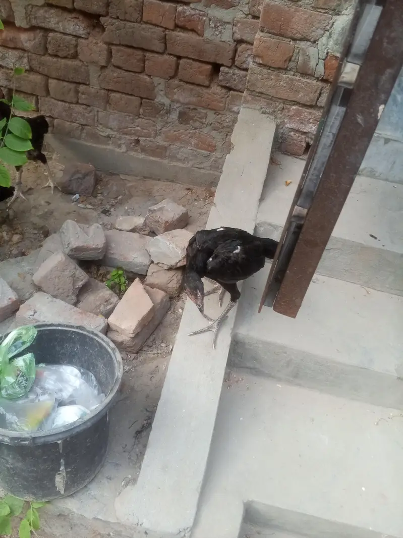 1 murga hai or 3 murgiya hai 2 anda dati hai ak abi Nii dati taqribat — photo 3
