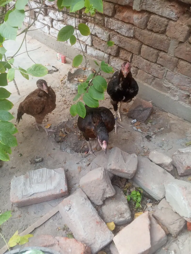 1 murga hai or 3 murgiya hai 2 anda dati hai ak abi Nii dati taqribat — photo 4