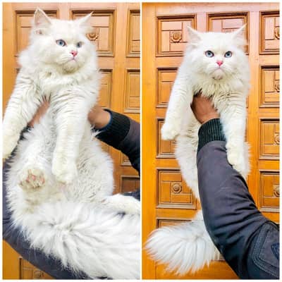 cash on delivery Persian kitten cats