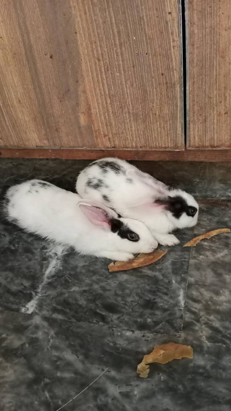 beautiful rabbit 0