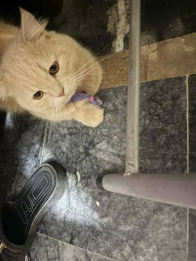 Persian Adult Male Cat