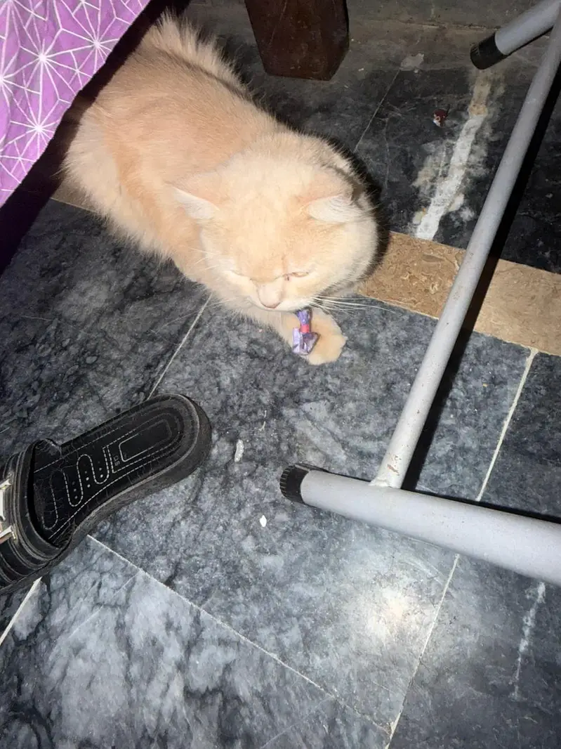 Persian Adult Male Cat — photo 2