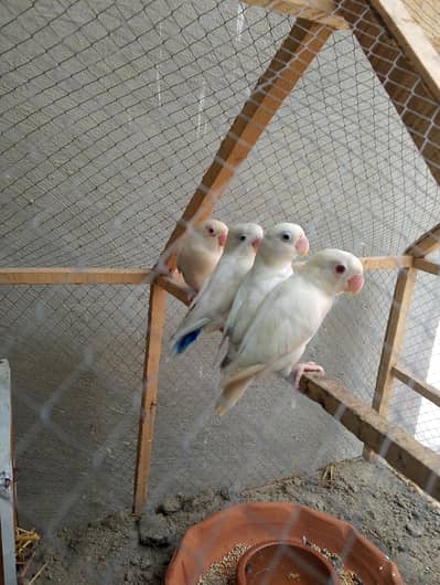 albino love birds 2pairs available