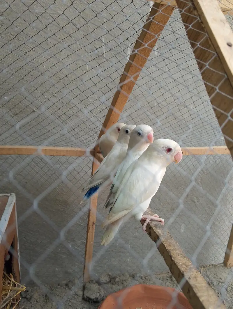 albino love birds 2pairs available — photo 2