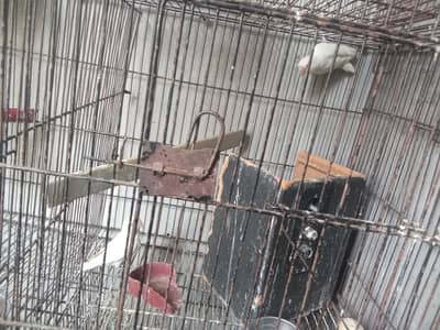 without box and cage