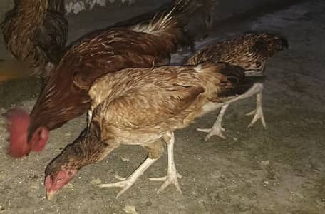 3 Hens and 1 Rooster fully Healthy and Active