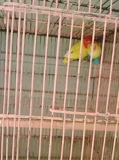 Lovebirds breeder pairs