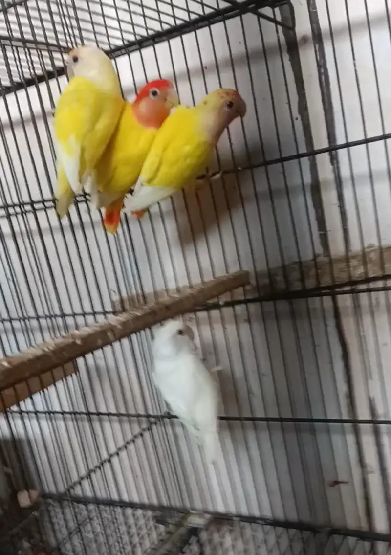 Lovebirds breeder pairs — photo 2