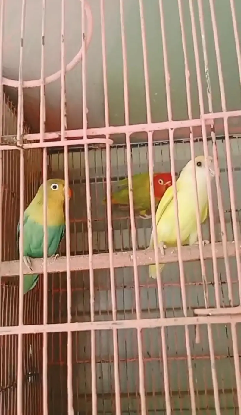 Lovebirds breeder pairs — photo 3