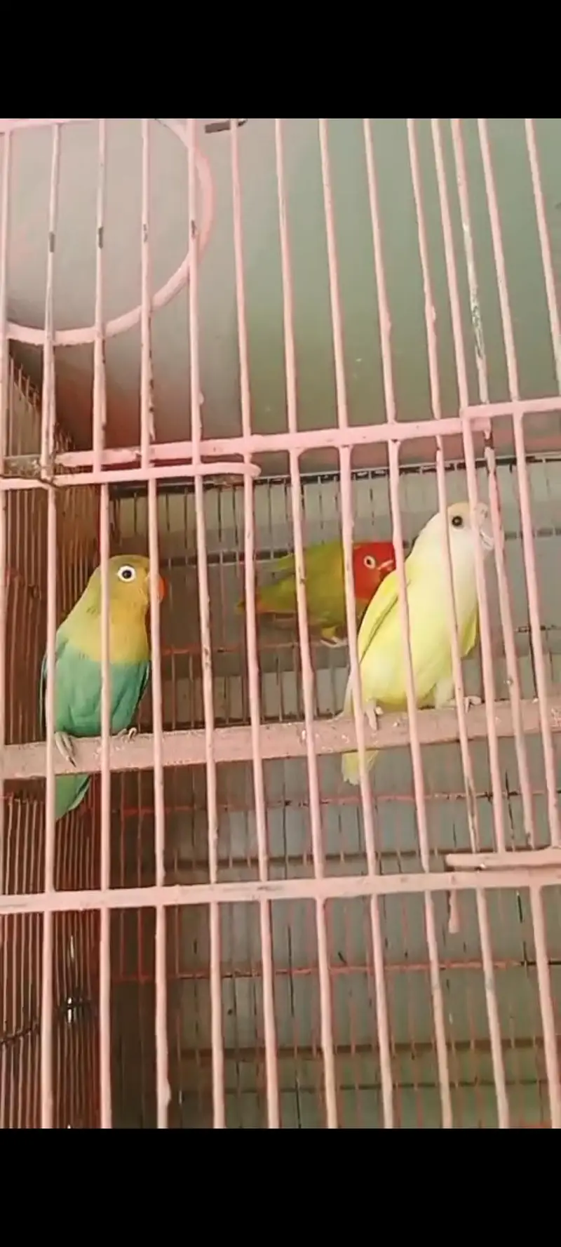 Lovebirds breeder pairs — photo 4