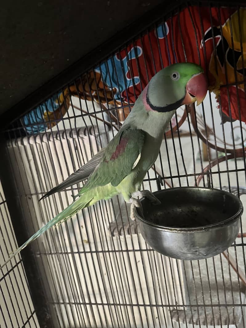 Raw Talking Parrot 1
