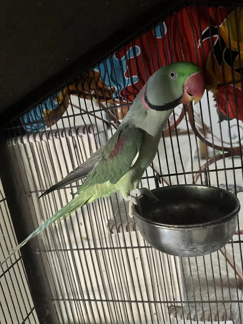Raw parrot — photo 2