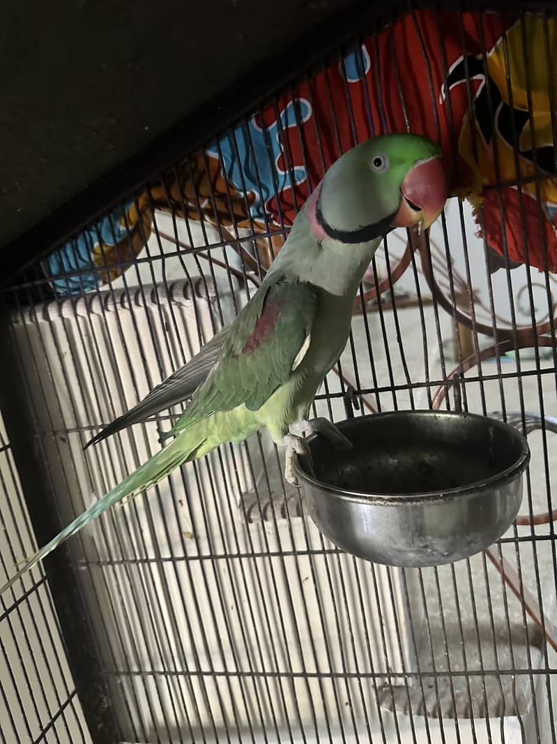 Raw Talking Parrot 2