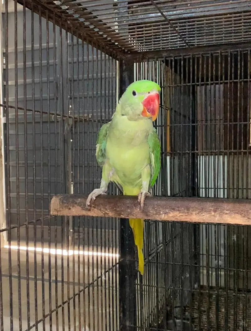 Raw Male kajlaa — photo 3