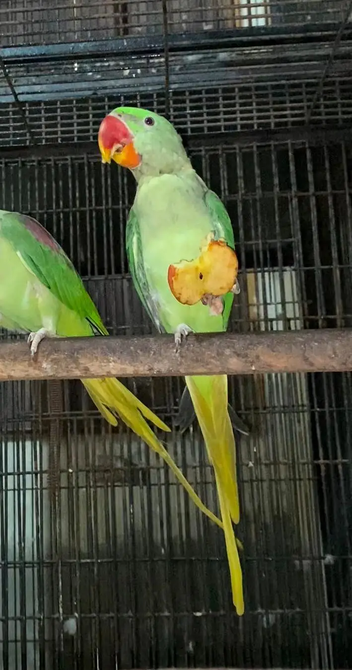 Raw Male kajlaa — photo 5