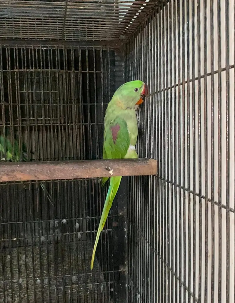 Raw Male kajlaa — photo 7