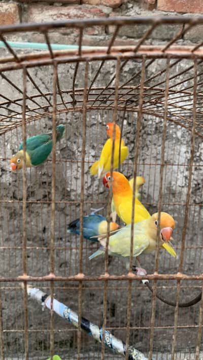 3 pair love birds 2 love red eyes