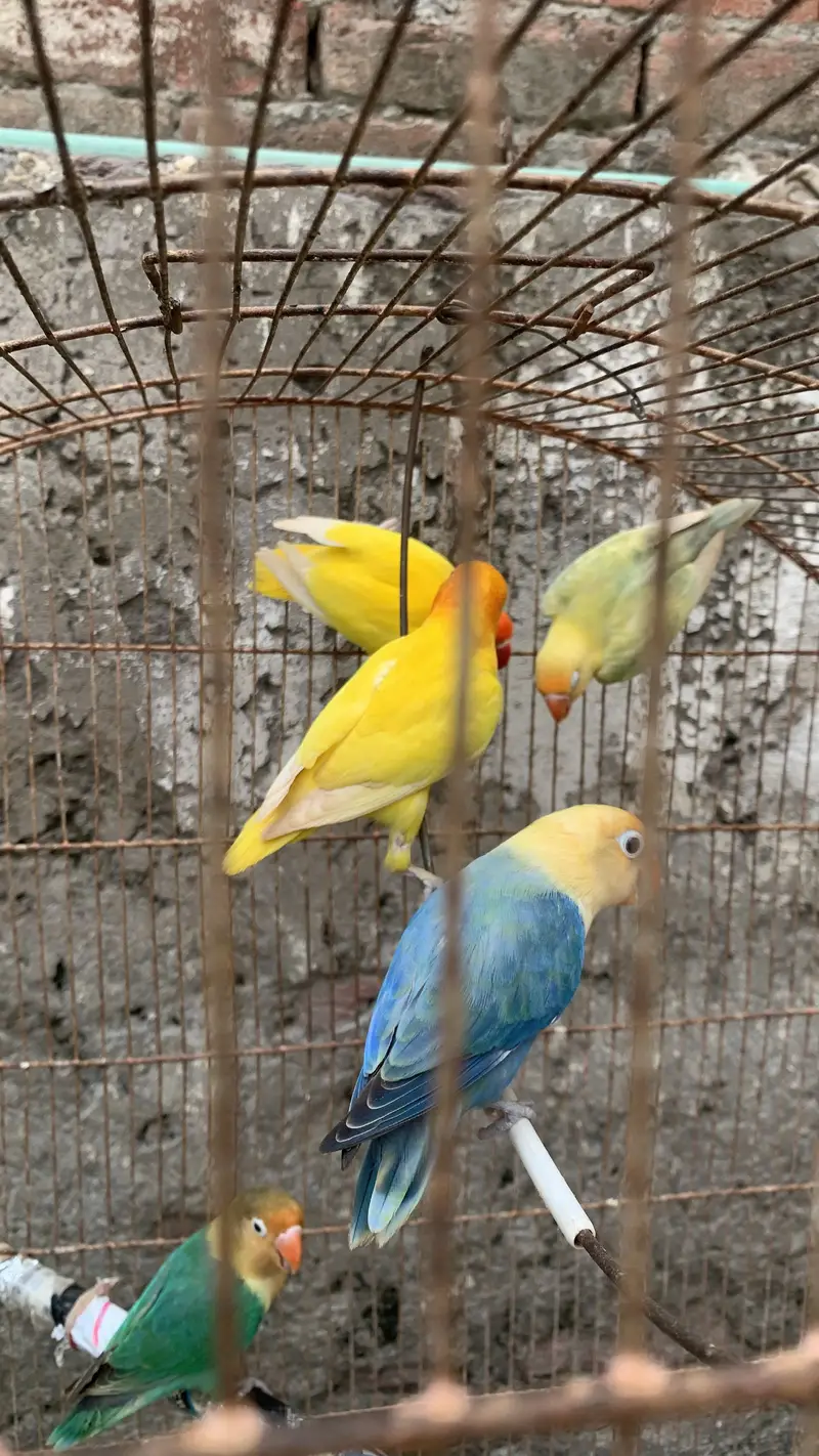 3 pair love birds 2 love red eyes — photo 2