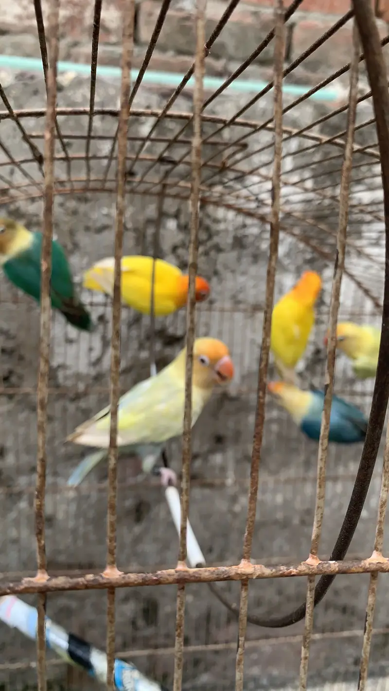 3 pair love birds 2 love red eyes — photo 3