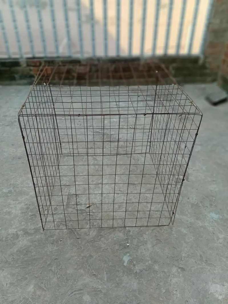 albino breeder male or aseel cage — photo 4