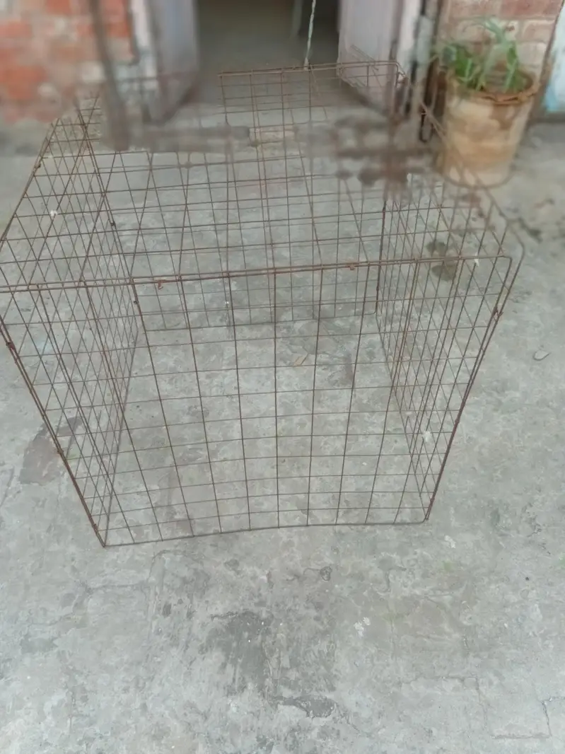 albino breeder male or aseel cage — photo 5