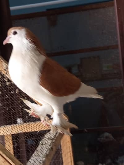 Sherazi Breed Red Sherazi  and Black and white sherazi Sale