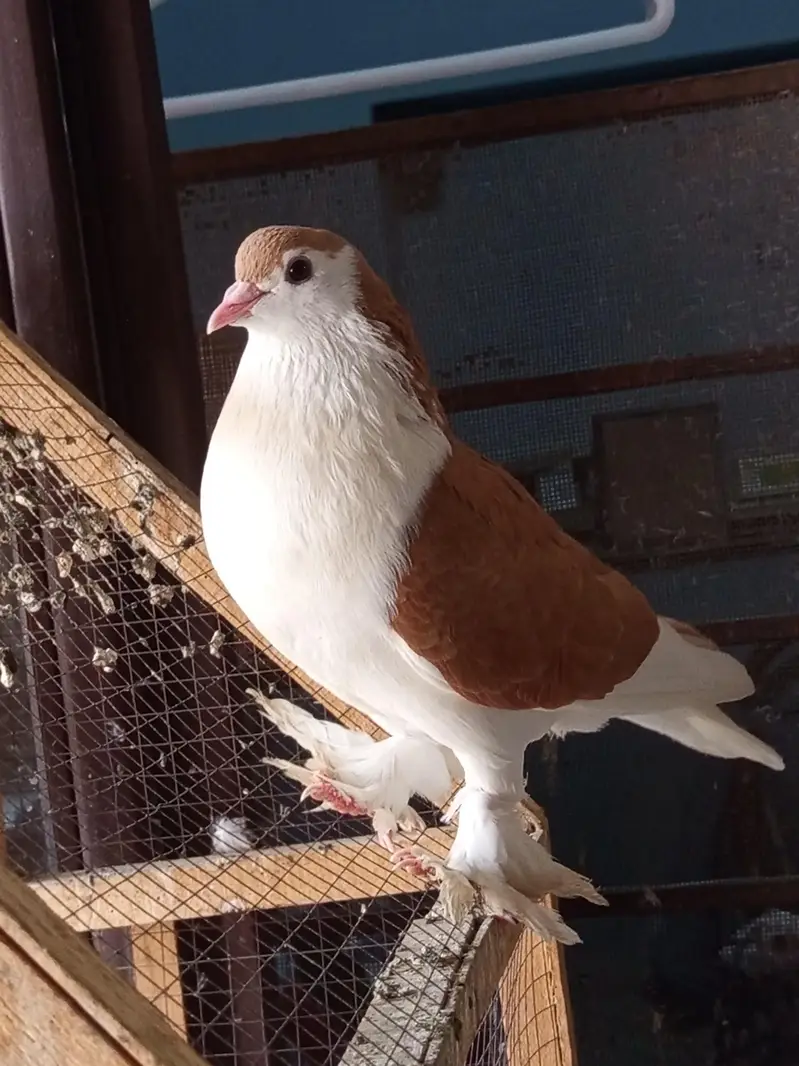 Sherazi Breed Red Sherazi  and Black and white sherazi Sale — photo 2