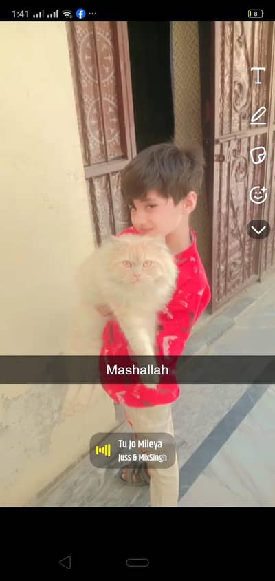 cat for sale