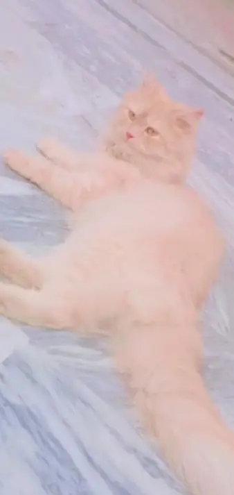 cat for sale — photo 2