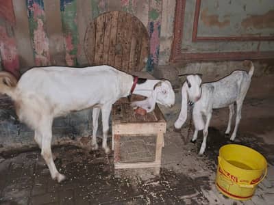 gulabi bakri