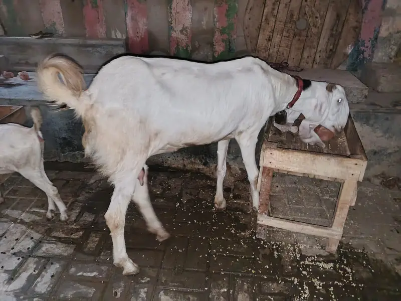 gulabi bakri — photo 2