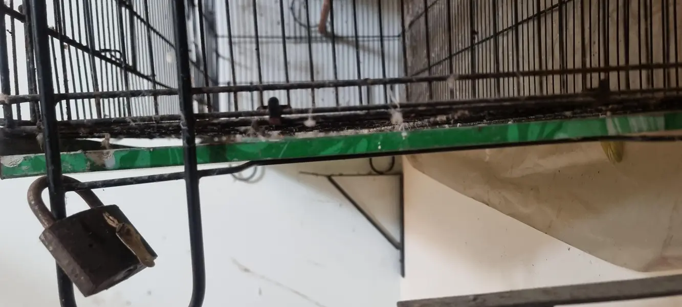 master cage 3 x 1.5ft — photo 3